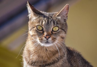 Kabarık bir safkan kedi portresi