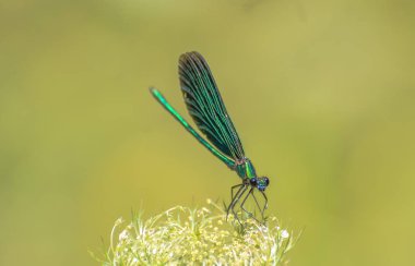 Kırılgan güzellik denilen manzara 