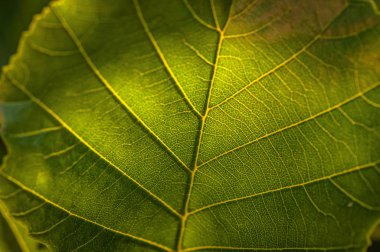 Sulu yaprak makro çekim