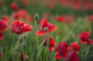 Rad Nesiller iã§in Peyzaj