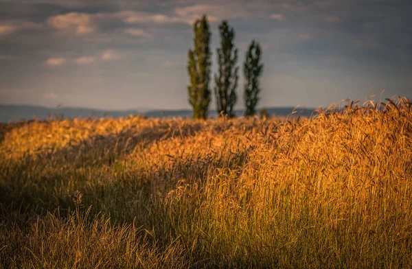 Landscape called Gold Ukraine