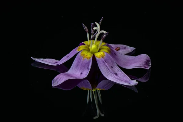 Flor Selvagem Macro Tiro — Fotografia de Stock