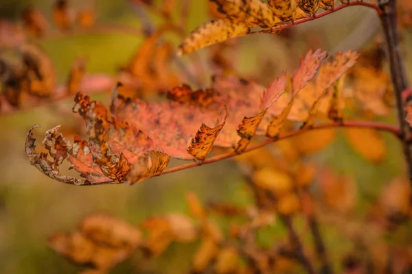 Landschaft Namens Herbstrost — Stockfoto