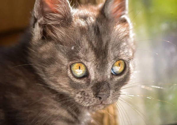 Porträt Eines Flauschigen Vollblutkätzchens — Stockfoto