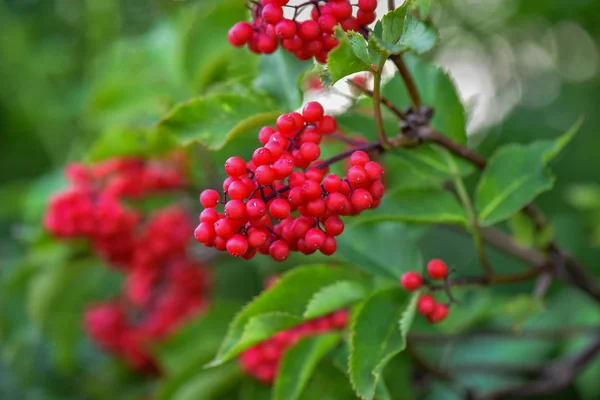 Paisagem Chamada Floresta Rowanberry — Fotografia de Stock