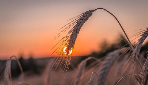 Landscape called Gold of Ukraine