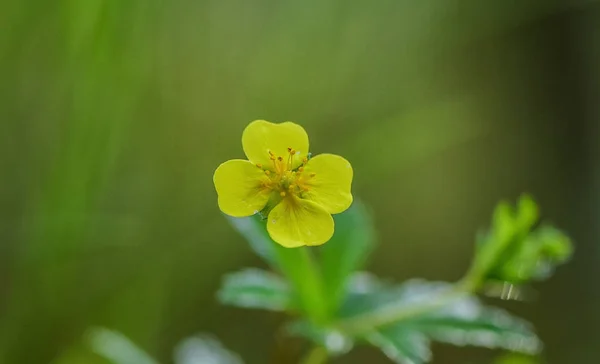 Tájképi Nevű Sárga Flash — Stock Fotó