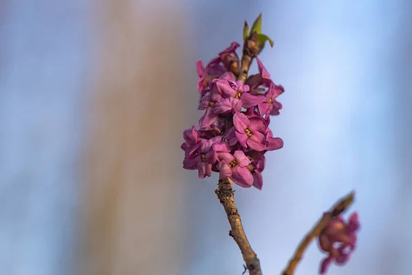 Yabani Çiçek Makro Çekim — Stok fotoğraf