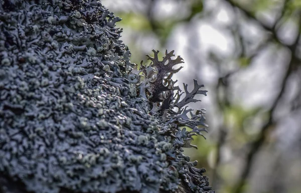 Peyzaj İsyan makro denir
