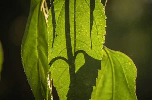 Landschap Genaamd Neglige Macro — Stockfoto