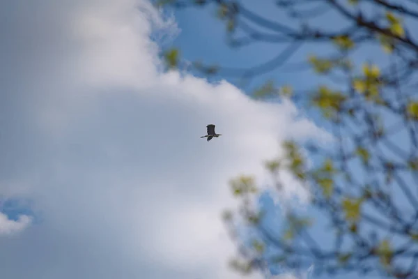 Paisagem Chamada Sozinho Céu — Fotografia de Stock