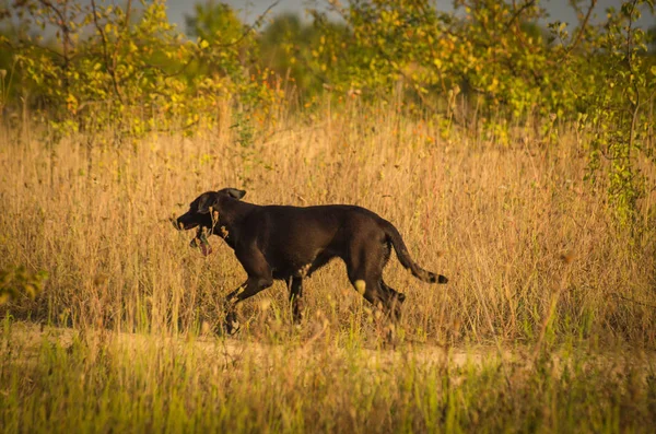 Sonbahar maratonu adı verilen manzara 