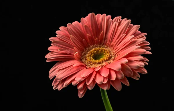 Gerbera Flower Macro Shot — Stock Photo, Image