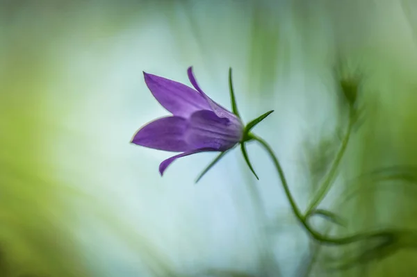 Landscape Called Fragile Cobra — Stock Photo, Image