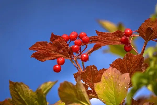 Landschaft Namens Rote Perlen — Stockfoto