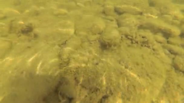 9月の山の川の水 — ストック動画
