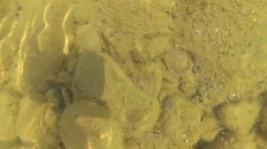 Eylül ayında dağ nehir suyu