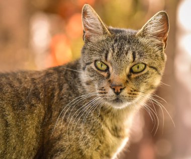 Kabarık bir safkan kedi portresi