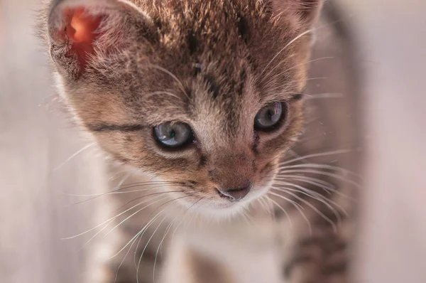 Портрет Пухнастого Чистокровного Кошеня — стокове фото