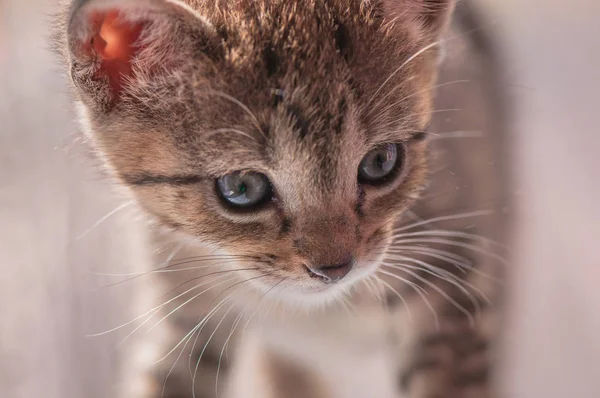 Kabarık Safkan Bir Kedi Yavrusu Portresi — Stok fotoğraf