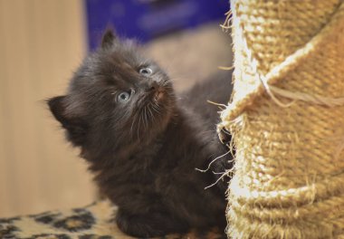 Kabarık safkan bir kedi yavrusu portresi