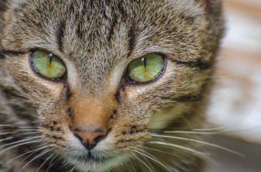 Kabarık bir safkan kedi portresi