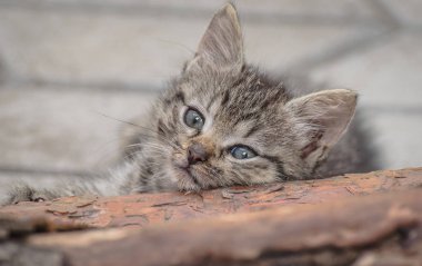 Kabarık safkan bir kedi yavrusu portresi