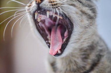 Kabarık bir safkan kedi portresi