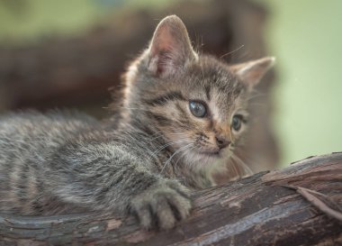 Kabarık safkan bir kedi yavrusu portresi