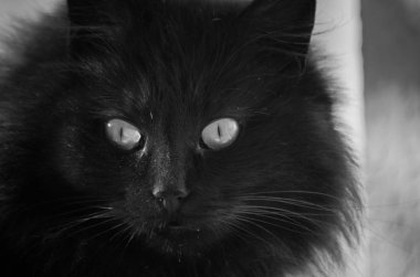 Kabarık bir safkan kedi portresi