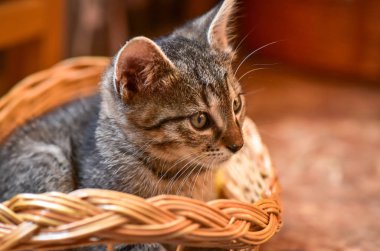 Kabarık safkan bir kedi yavrusu portresi