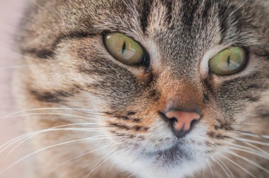 Kabarık bir safkan kedi portresi