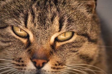 Kabarık bir safkan kedi portresi