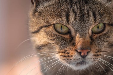 Kabarık bir safkan kedi portresi