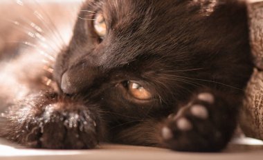 Kabarık safkan bir kedi yavrusu portresi