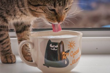 Kabarık bir safkan kedi portresi