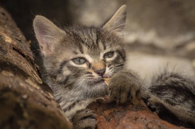 Kabarık safkan bir kedi yavrusu portresi