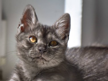 Kabarık safkan bir kedi yavrusu portresi