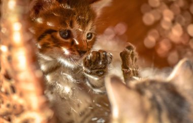 Kabarık safkan bir kedi yavrusu portresi