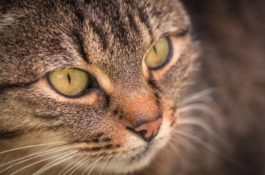 Kabarık bir safkan kedi portresi