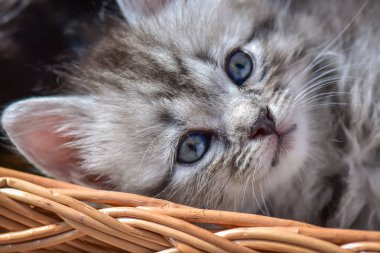 Kabarık safkan bir kedi yavrusu portresi