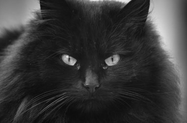 Kabarık bir safkan kedi portresi