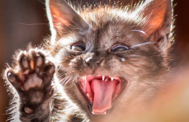 Kabarık safkan bir kedi yavrusu portresi