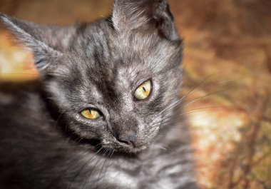 Kabarık safkan bir kedi yavrusu portresi