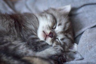 Kabarık safkan bir kedi yavrusu portresi