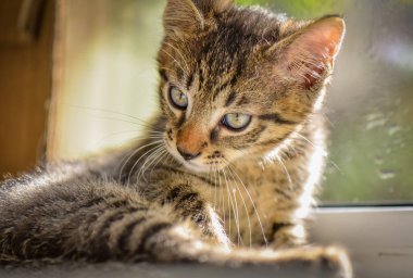 Kabarık safkan bir kedi yavrusu portresi