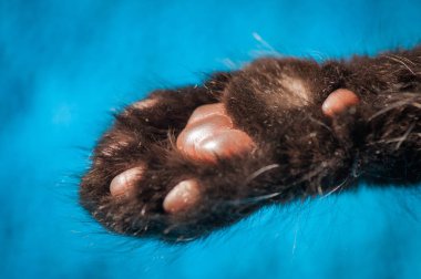 Kabarık safkan bir kedi yavrusu portresi