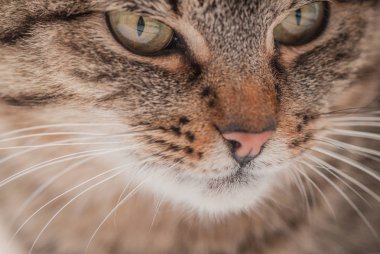 Kabarık bir safkan kedi portresi