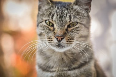Kabarık bir safkan kedi portresi