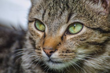 Kabarık bir safkan kedi portresi